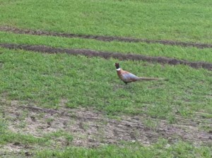 pheasant